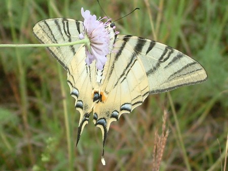 Aglais io